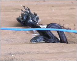 Snake control in Fairborn OH