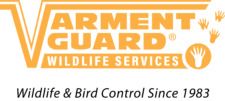 Fairborn Wildlife Removal